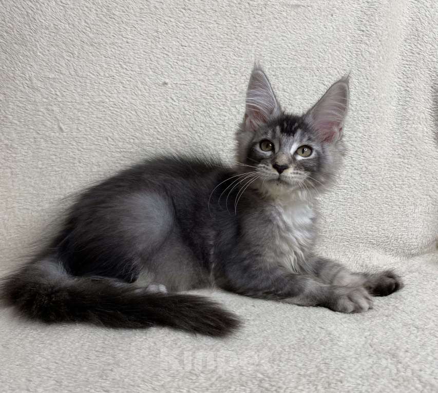 Кошки в Дмитрове: Черная серебристая тикированная девочка мейн кун Sakura  Девочка, 30 000 руб. - фото 6