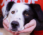 Собаки в Троицке: Мила в поисках дома Девочка, Бесплатно - фото 6