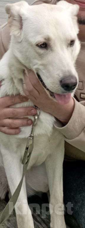 Собаки в Москве: Отдам в добрые руки девочку Майю🥹 Девочка, Бесплатно - фото 3