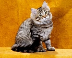 Кошки в Саратове: Котенок Дастин Мальчик, 60 000 руб. - фото 4