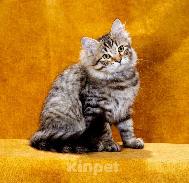 Кошки в Саратове: Котенок Дастин Мальчик, 60 000 руб. - фото 4