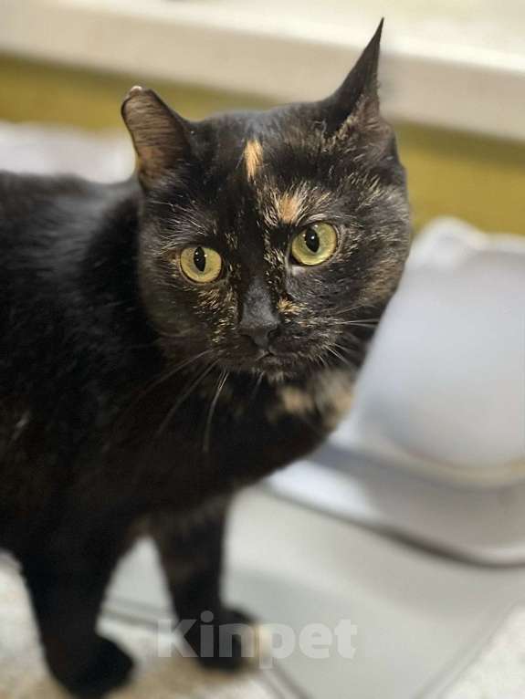 Кошки в Санкт-Петербурге: Кошечка Груня в поисках дома Девочка, Бесплатно - фото 4