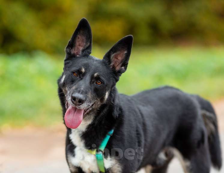 Собаки в Москве: Ампер Мальчик, Бесплатно - фото 3