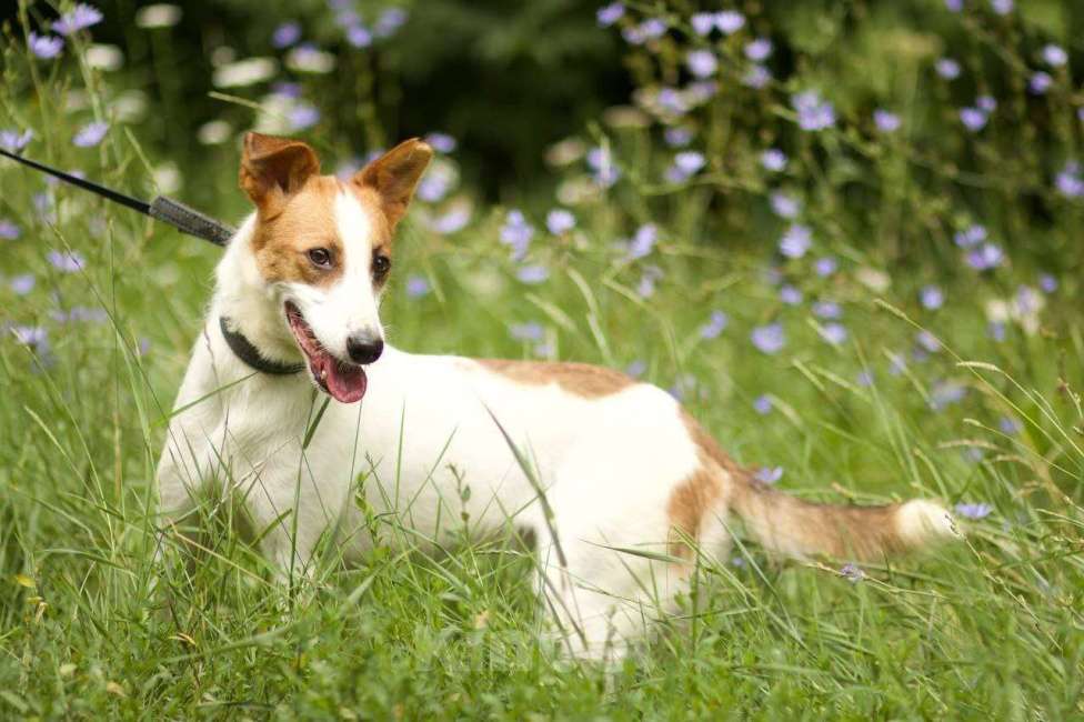 Собаки в Липецке: Пальма  Девочка, Бесплатно - фото 2