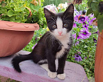 Кошки в Томске: котенок Девочка, 1 руб. - фото 1