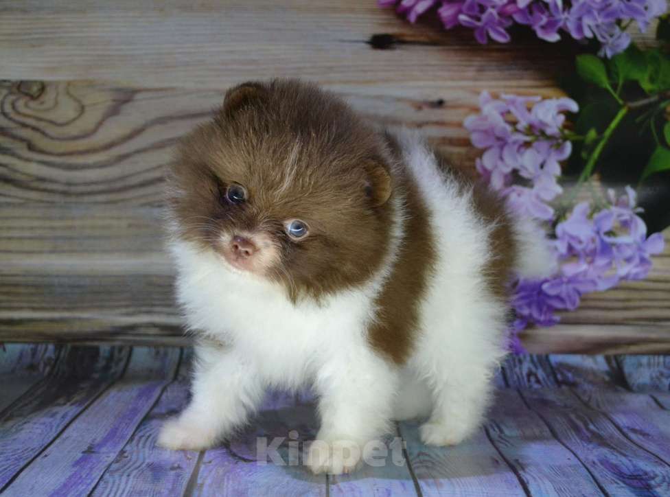 Собаки в Ореховом-Зуево: Мальчишка  Мальчик, 30 000 руб. - фото 3