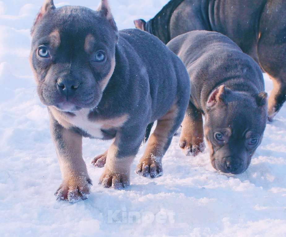 Собаки в других городах Ярославской области: Девочка-булли Девочка, 80 000 руб. - фото 3