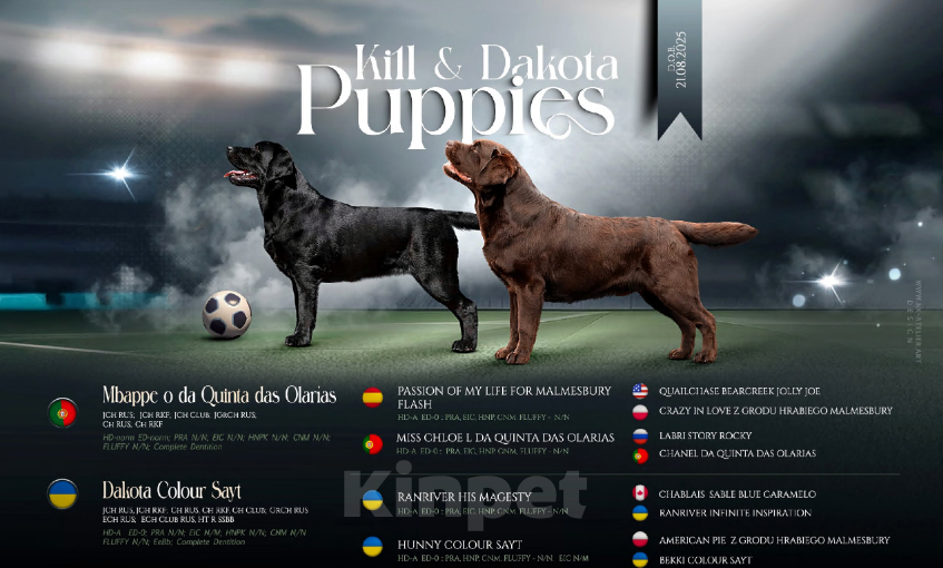 Собаки в Красноярске: Лабрадор ретривер щенки Мальчик, Бесплатно - фото 4