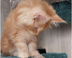 Кошки в Волгограде: Котята мейн-кун Девочка, 35 000 руб. - фото 4