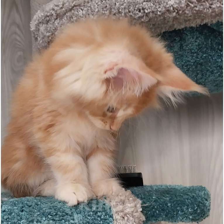 Кошки в Волгограде: Котята мейн-кун Девочка, 35 000 руб. - фото 4