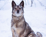 Собаки в Москве: Очень ласковая собака в поисках семьи Девочка, Бесплатно - фото 2