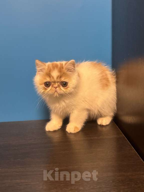 Кошки в Москве: Красотка Девочка, Бесплатно - фото 5