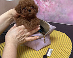 Собаки в Москве: Тикап Тедди пудель Девочка, Бесплатно - фото 2