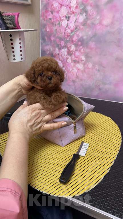 Собаки в Москве: Тикап Тедди пудель Девочка, Бесплатно - фото 2