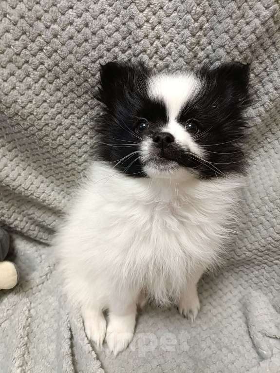 Собаки в Санкт-Петербурге: Шпиц  Мальчик, Бесплатно - фото 6