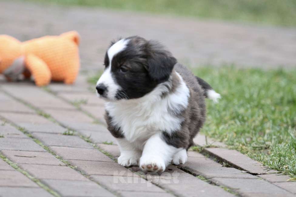Собаки в Москве: Вельш корги кардиган Девочка, 40 000 руб. - фото 2