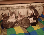 Кошки в Ростове-на-Дону: Отдам бесплатно котят Мальчик, Бесплатно - фото 4