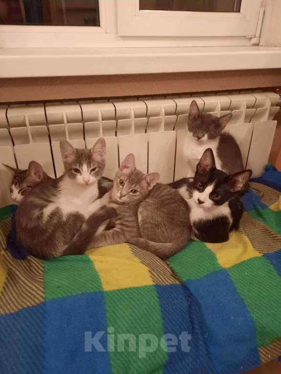 Кошки в Ростове-на-Дону: Отдам бесплатно котят Мальчик, Бесплатно - фото 4