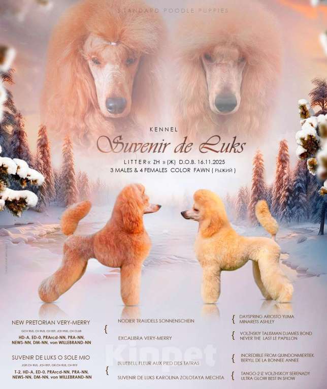 Собаки в Санкт-Петербурге: Пудель королевский рыжий Девочка, 60 000 руб. - фото 8