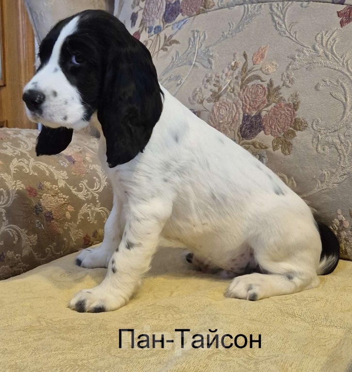 Собаки в Подольске: Щенки русского охотничьего спаниеля Мальчик, 65 000 руб. - фото 1