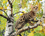 Кошки в Краснодаре: Породистые бенгальские котята от питомника ЮШЕРУС Мальчик, 25 000 руб. - фото 2