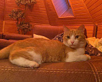 Кошки в Владивостоке: Отдадим кота в добрые руки Мальчик, 10 руб. - фото 2