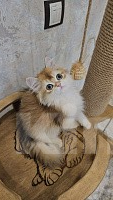 Кошки в Казани: Шотландский прямоухий длинношерстный котенок Мальчик, Бесплатно - фото 1