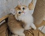 Кошки в Казани: Шотландский прямоухий длинношерстный котенок Мальчик, Бесплатно - фото 1