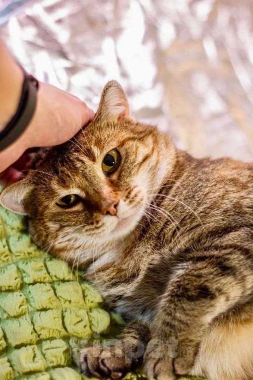 Кошки в Москве: Кругленькая очаровашка кошка Шерочка в дар Девочка, Бесплатно - фото 6