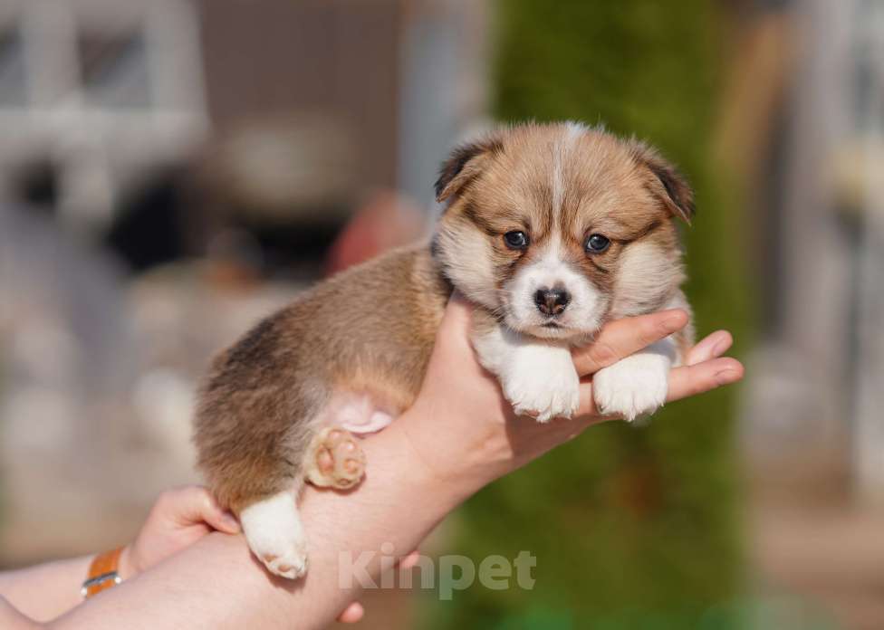 Собаки в Санкт-Петербурге: Щенки Вельш Корги Пемброк Мальчик, 60 000 руб. - фото 1