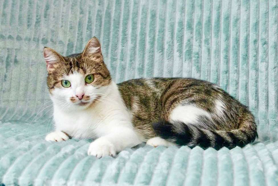 Кошки в Москве: Кошка Мурыся - любовь с первого Мур-мур. В добрые руки Девочка, Бесплатно - фото 2