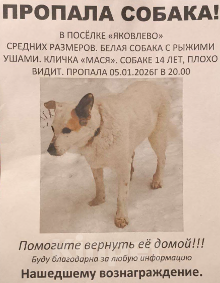 Собаки в других городах Ленинградской области: ПРОПАЛА СОБАКА Девочка, Бесплатно - фото 1