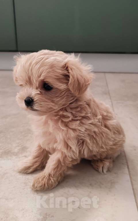 Собаки в Новосибирске: Мальтипу f1 Мальчик, 110 000 руб. - фото 2