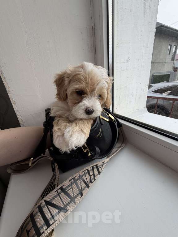 Собаки в Иваново: Той-пудель мальчик Мальчик, 90 000 руб. - фото 5