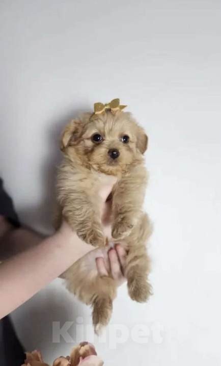 Собаки в Химках: Мальтипу Мальчик, 70 000 руб. - фото 1