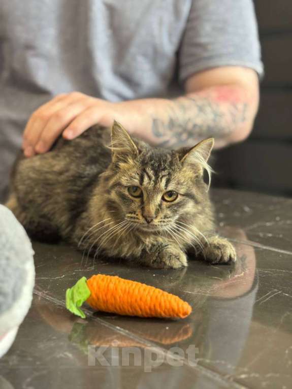 Кошки в Москве: Алтай в поисках дома Мальчик, Бесплатно - фото 3