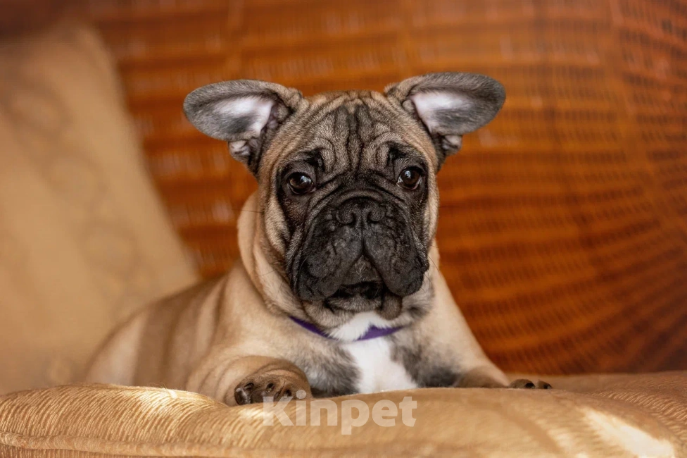 Собаки в Ярославле: Щенок французского бульдога  Мальчик, 40 000 руб. - фото 1