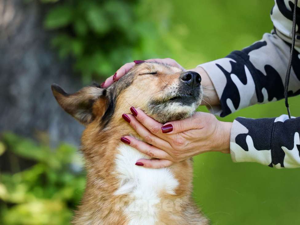 Собаки в Москве: Пожилая собака в добрые руки Девочка, Бесплатно - фото 3