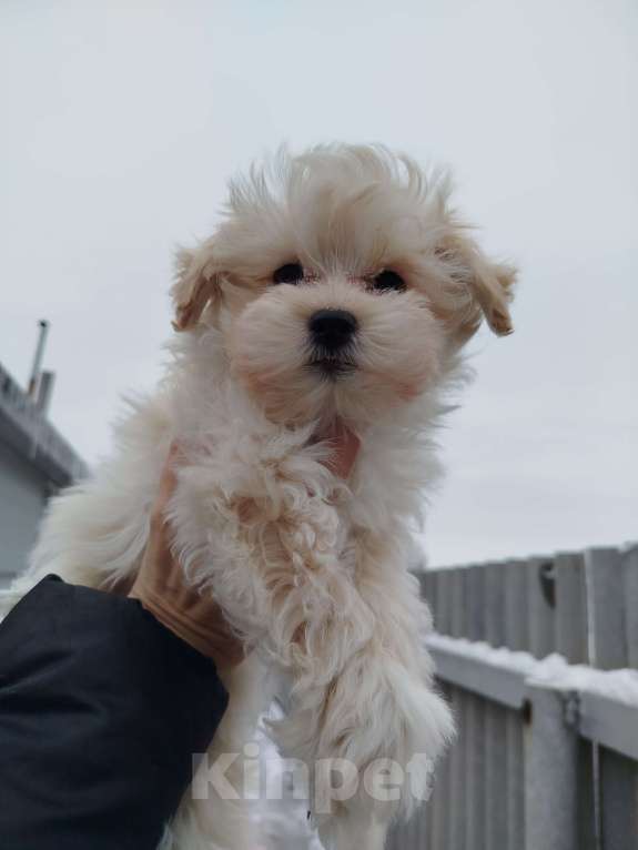 Собаки в Калаче: Мальтипу f1 Мальчик, 35 000 руб. - фото 2