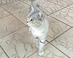 Кошки в Новокузнецке: Котик Гриша ищет дом  Мальчик, Бесплатно - фото 2