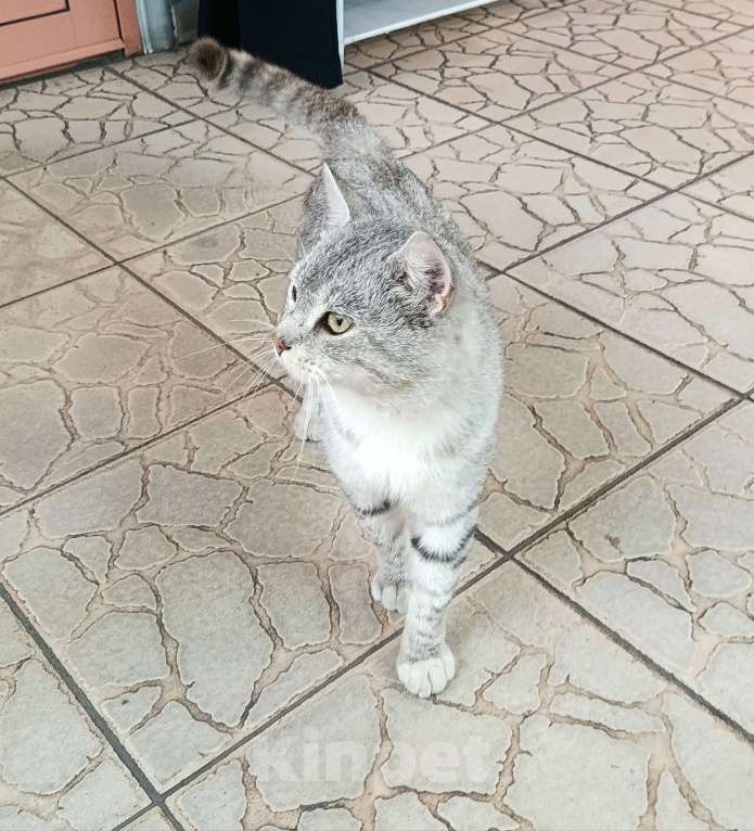 Кошки в Новокузнецке: Котик Гриша ищет дом  Мальчик, Бесплатно - фото 2