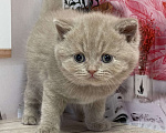 Кошки в Старом Осколе: Милый котик ищет владельца ( в качестве домашнего любимца) Мальчик, 60 000 руб. - фото 2