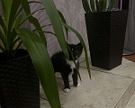 Кошки в Брянске: Котенок в добрые руки Девочка, 10 руб. - фото 3