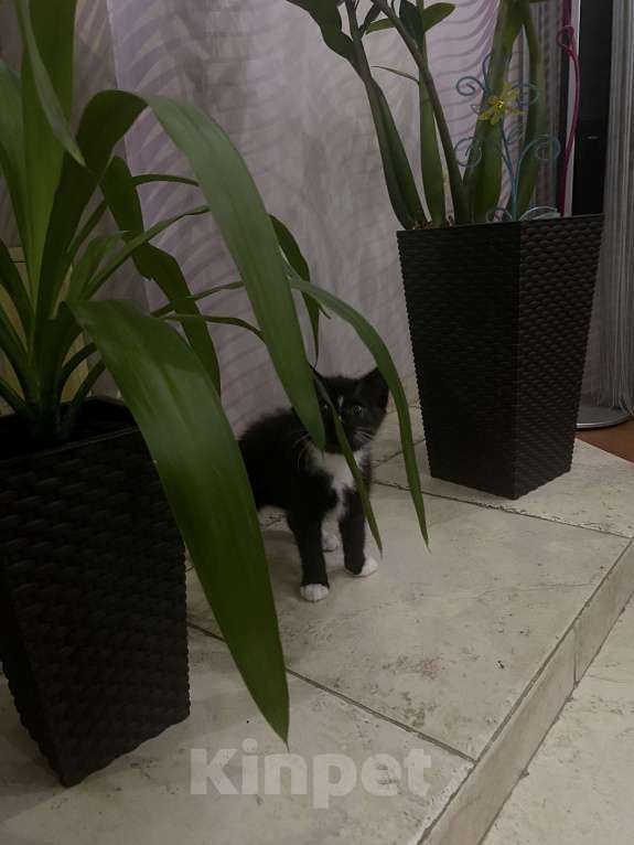 Кошки в Брянске: Котенок в добрые руки Девочка, 10 руб. - фото 3