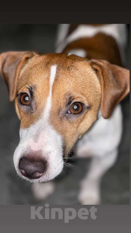 Собаки в Москве: Ищем сучку для вязки (джек - рассел Терьер) Мальчик, Бесплатно - фото 2