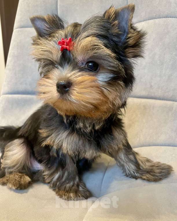 Собаки в Москве: Щенок Йорка  Мальчик, 60 000 руб. - фото 4