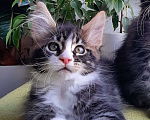 Кошки в Краснодаре: Котенок мейн кун  Мальчик, 50 000 руб. - фото 3