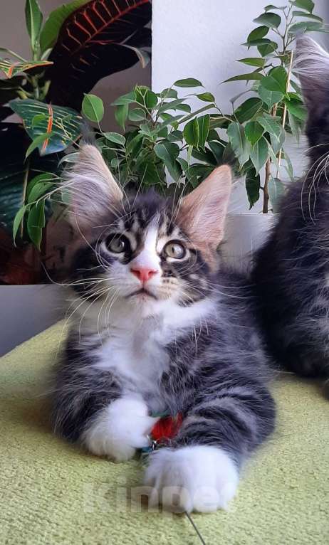 Кошки в Краснодаре: Котенок мейн кун  Мальчик, 50 000 руб. - фото 3