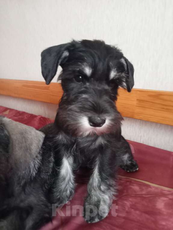 Собаки в Москве: Щенок цвергшнауцера Девочка, Бесплатно - фото 1