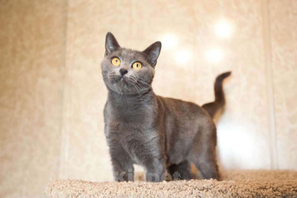 Кошки в Москве: Кошка голубого окраса в добрые руки  Девочка, Бесплатно - фото 3